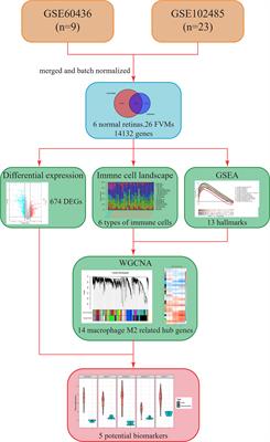 Exploring the Immune Infiltration Landscape and M2 Macrophage-Related Biomarkers of Proliferative Diabetic Retinopathy